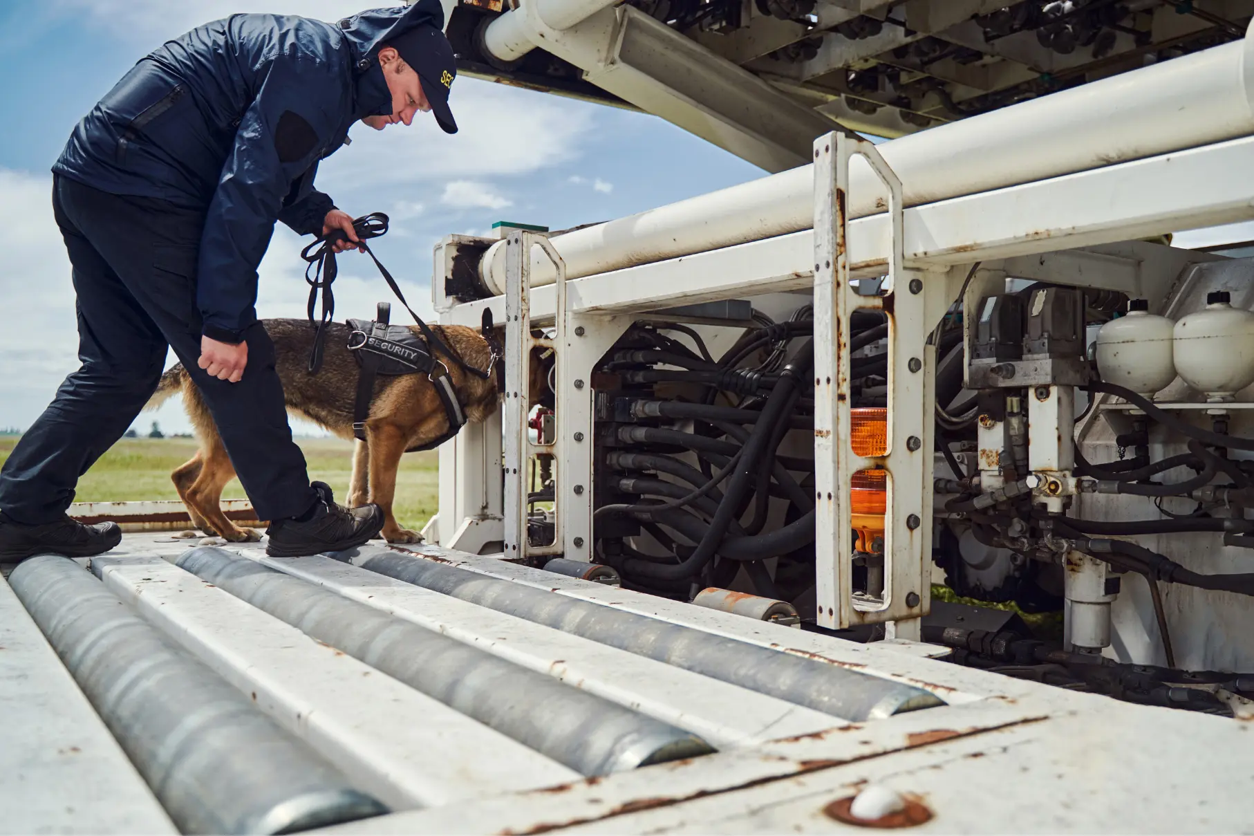 explosive detection dogs